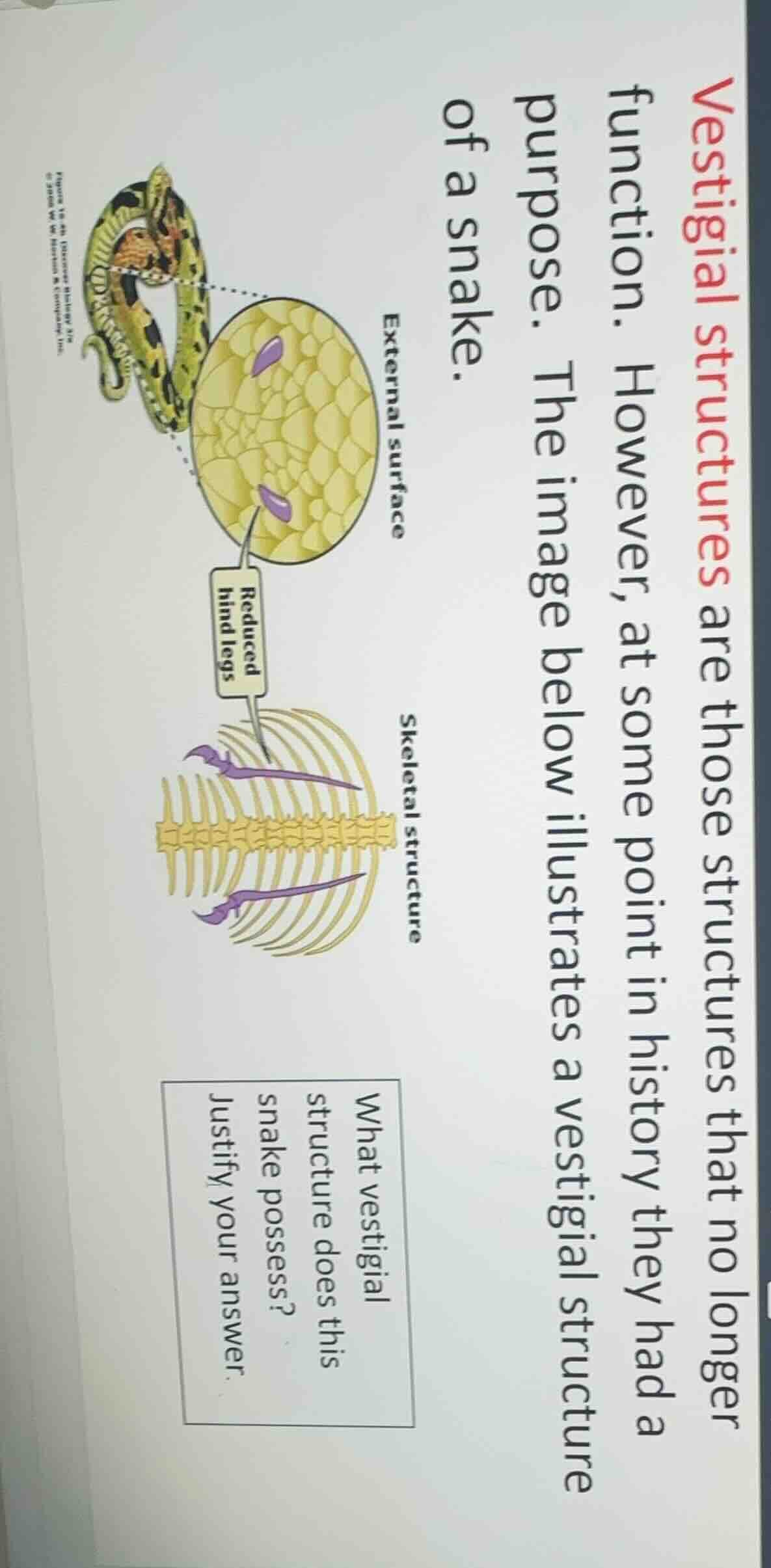 vestigial structures are those structures that no longer function. howe…