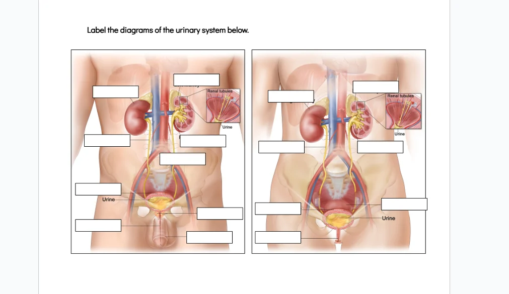 label the diagrams of the urinary system below.
