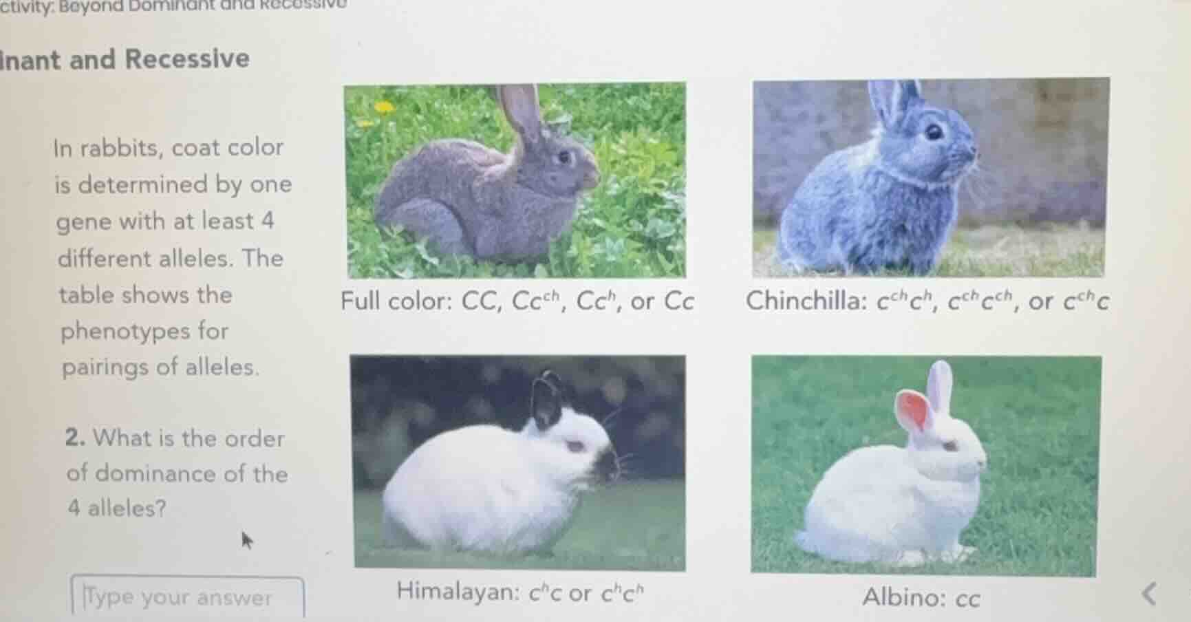 activity: beyond dominant and recessive inant and recessive in rabbits,…