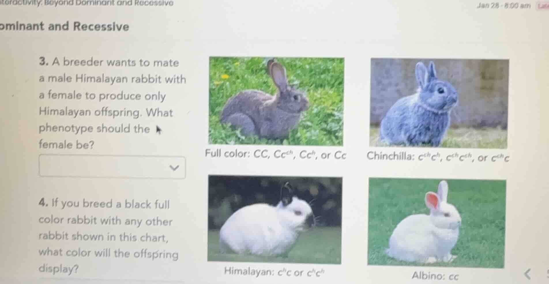 3. a breeder wants to mate a male himalayan rabbit with a female to pro…