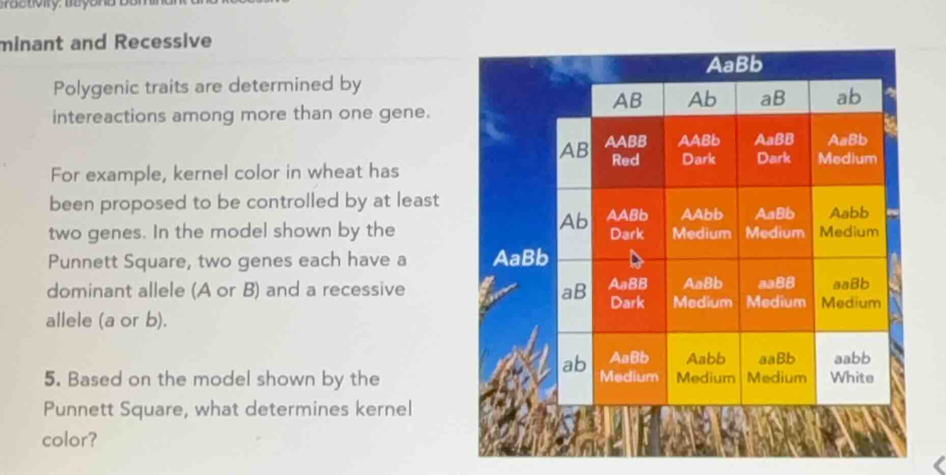 minant and recessive polygenic traits are determined by intereactions a…