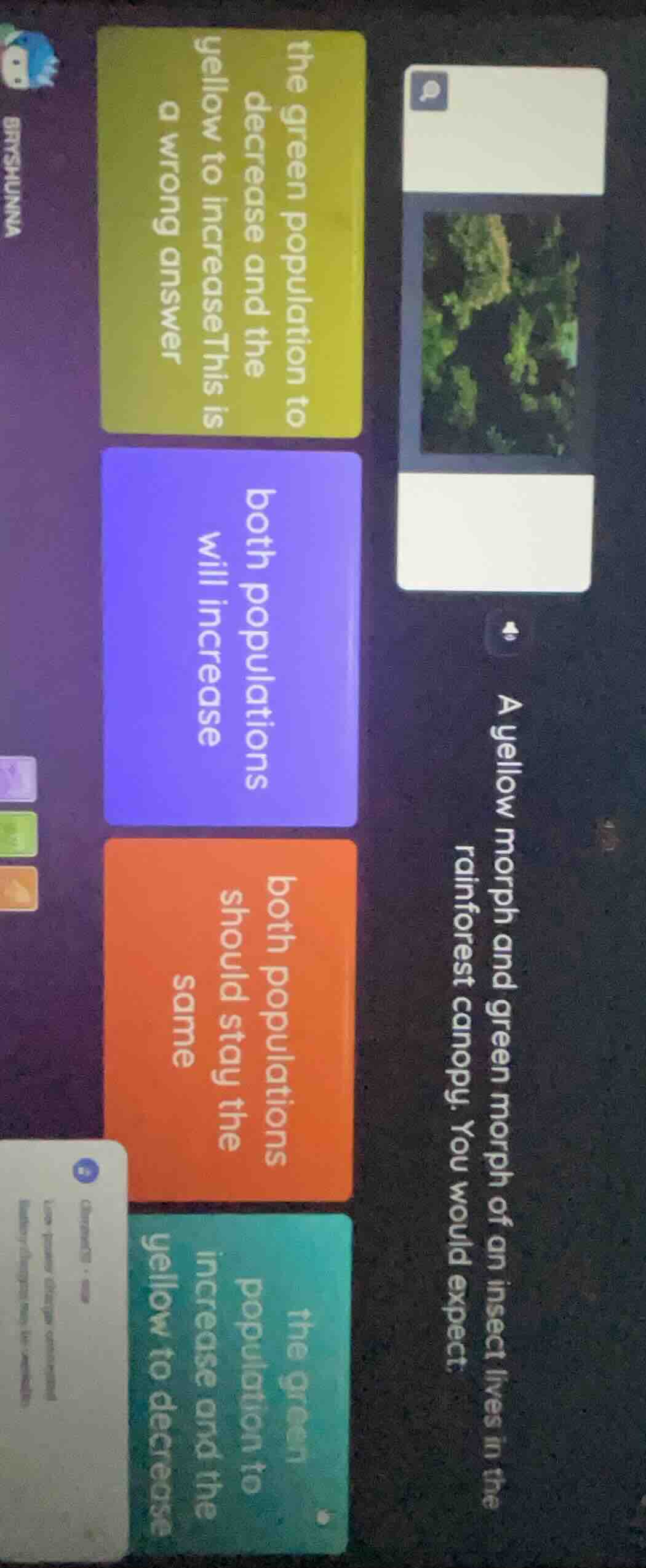 a yellow morph and green morph of an insect lives in the rainforest can…