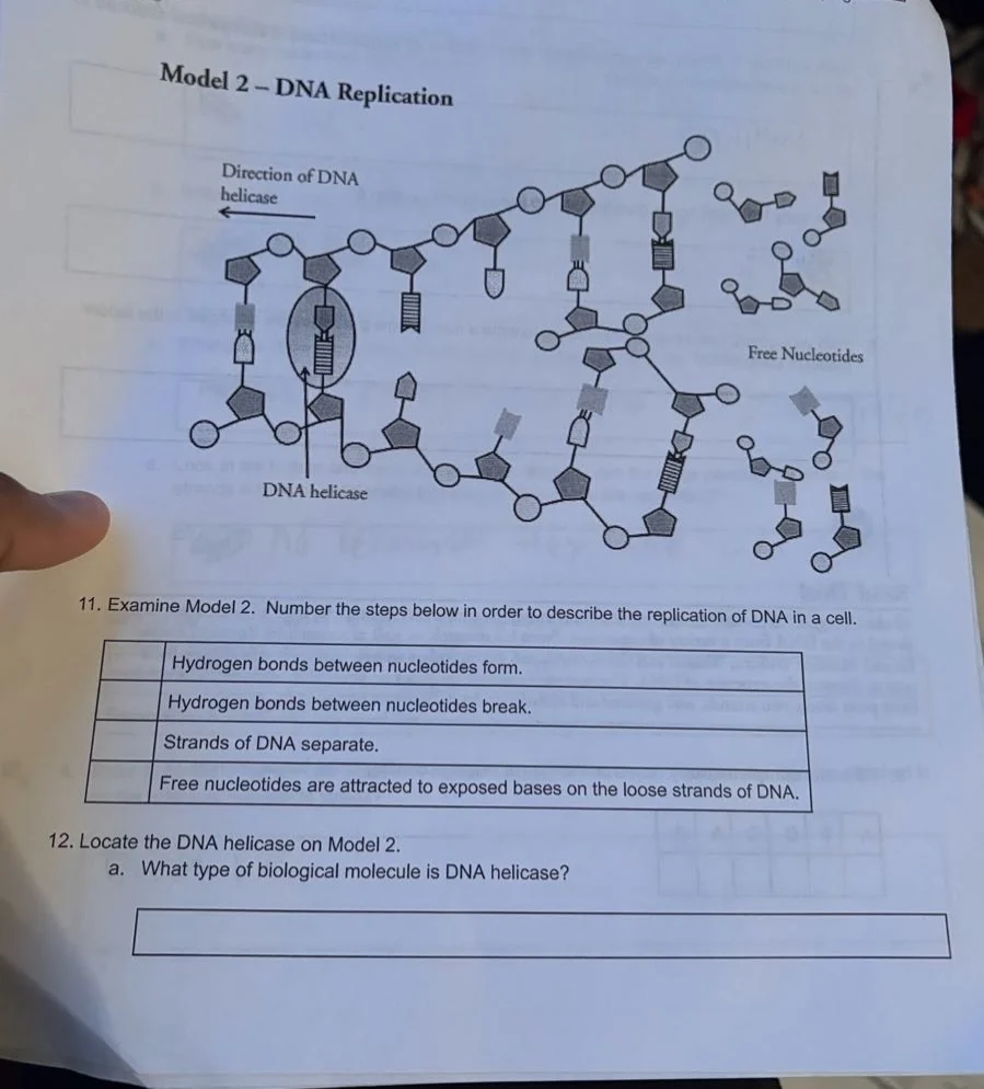 model 2 – dna replication direction of dna helicase free nucleotides dn…