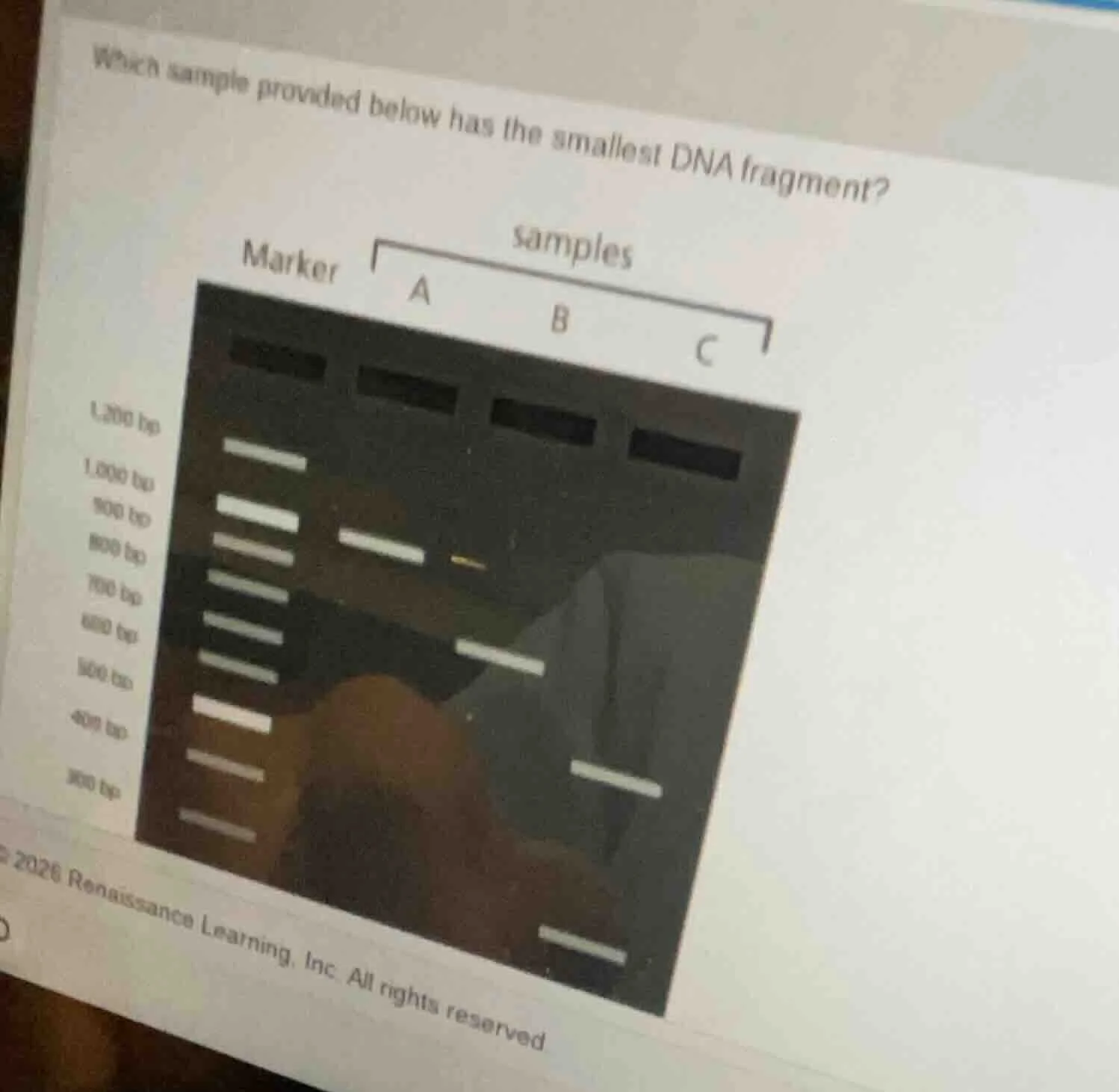 which sample provided below has the smallest dna fragment?