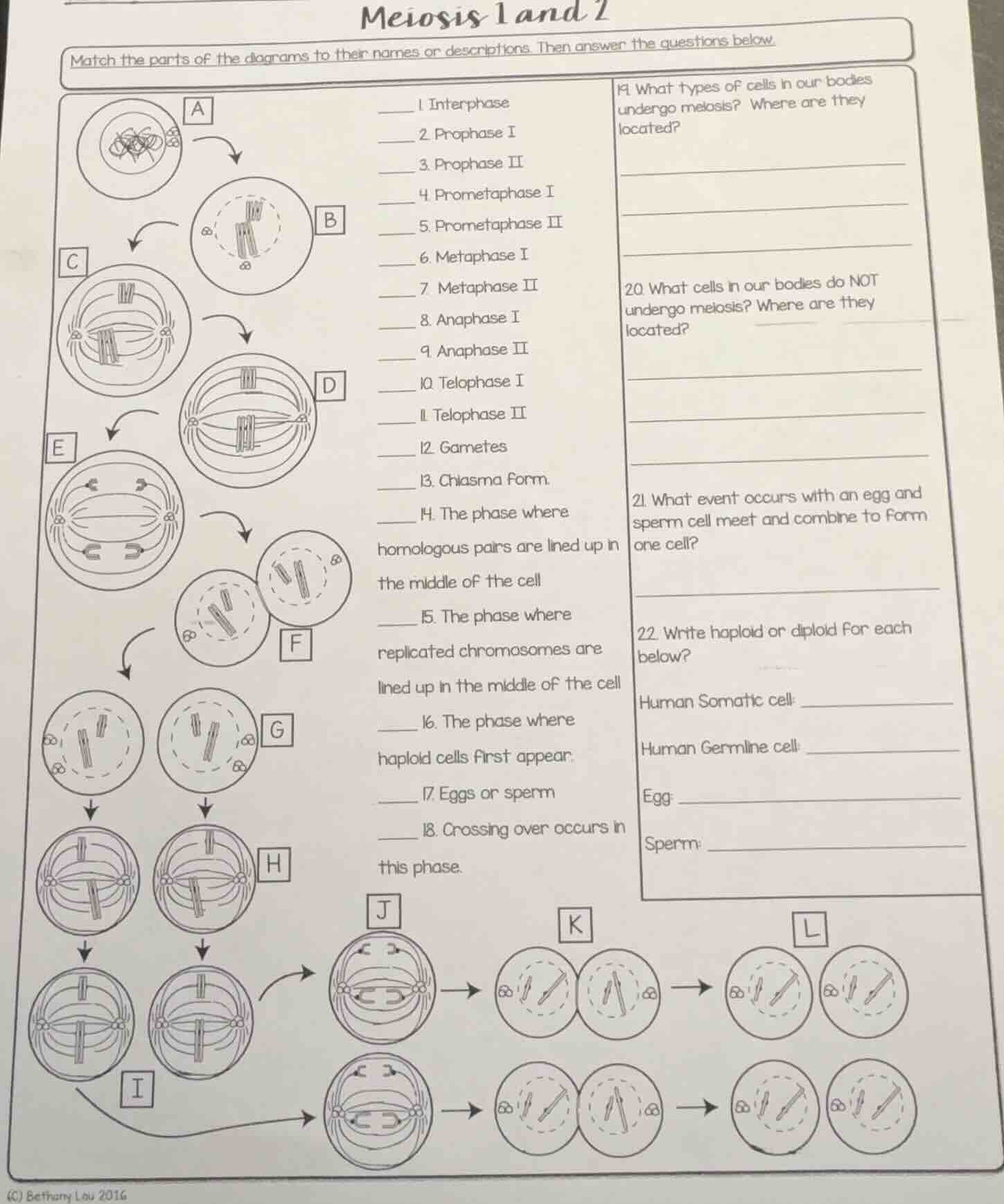 meiosis 1 and 2 match the parts of the diagrams to their names or descr…