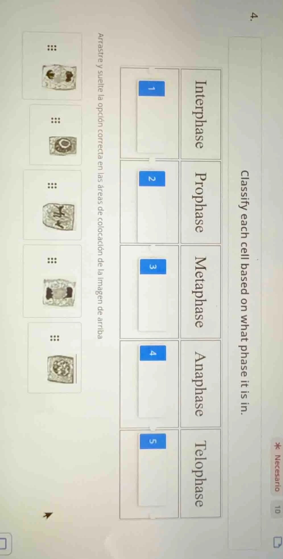 4. classify each cell based on what phase it is in. interphase 1 propha…
