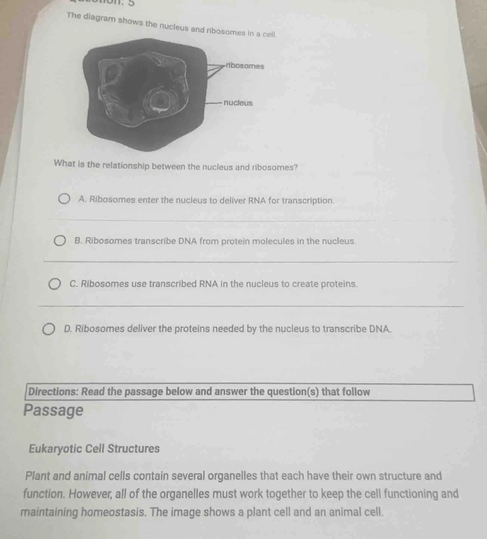 the diagram shows the nucleus and ribosomes in a cell. what is the rela…