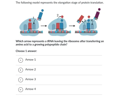 the following model represents the elongation stage of protein translat…