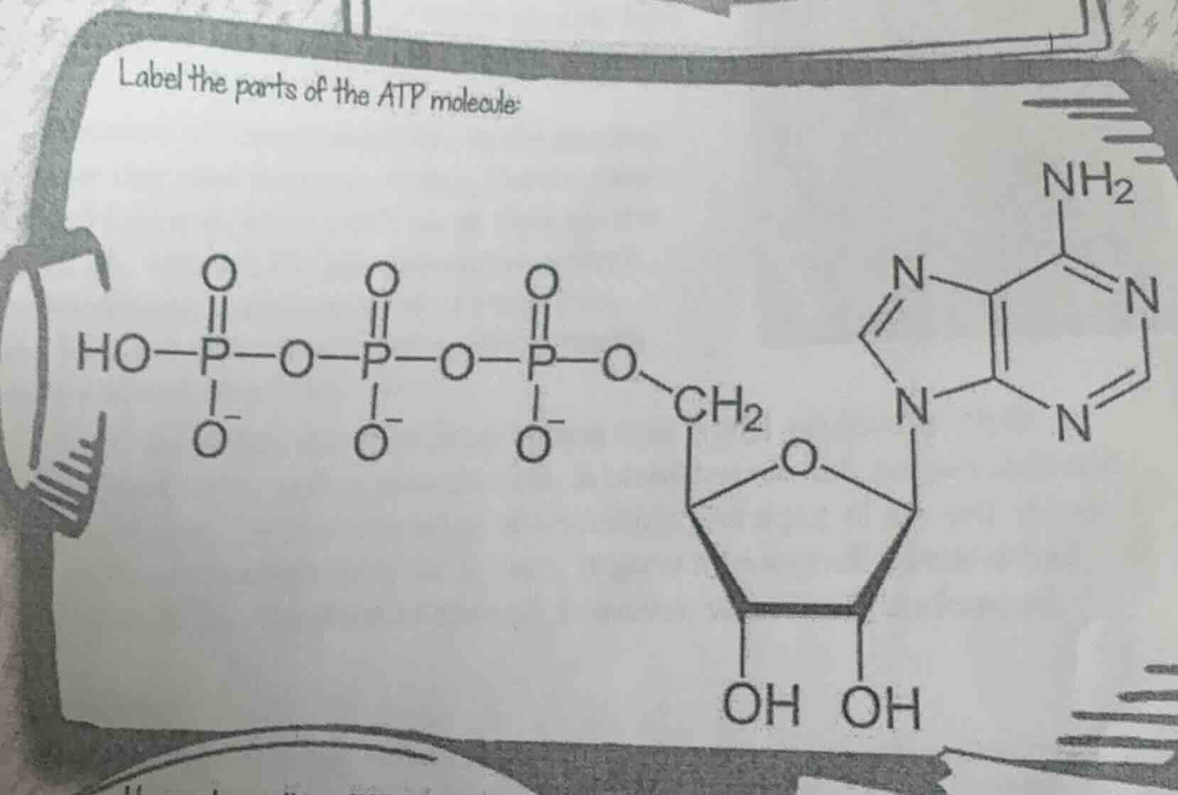 label the parts of the atp molecule: