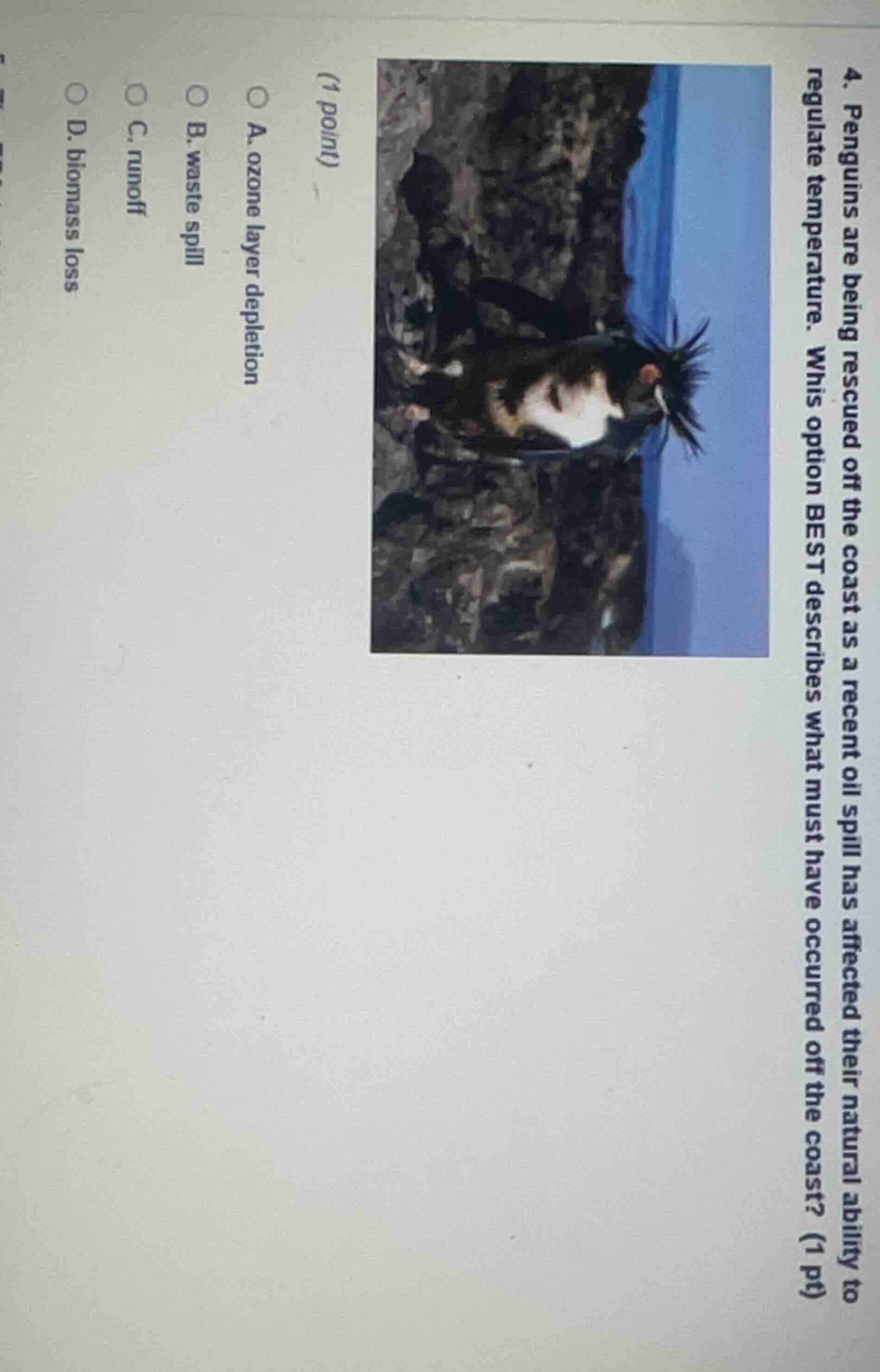 4. penguins are being rescued off the coast as a recent oil spill has a…