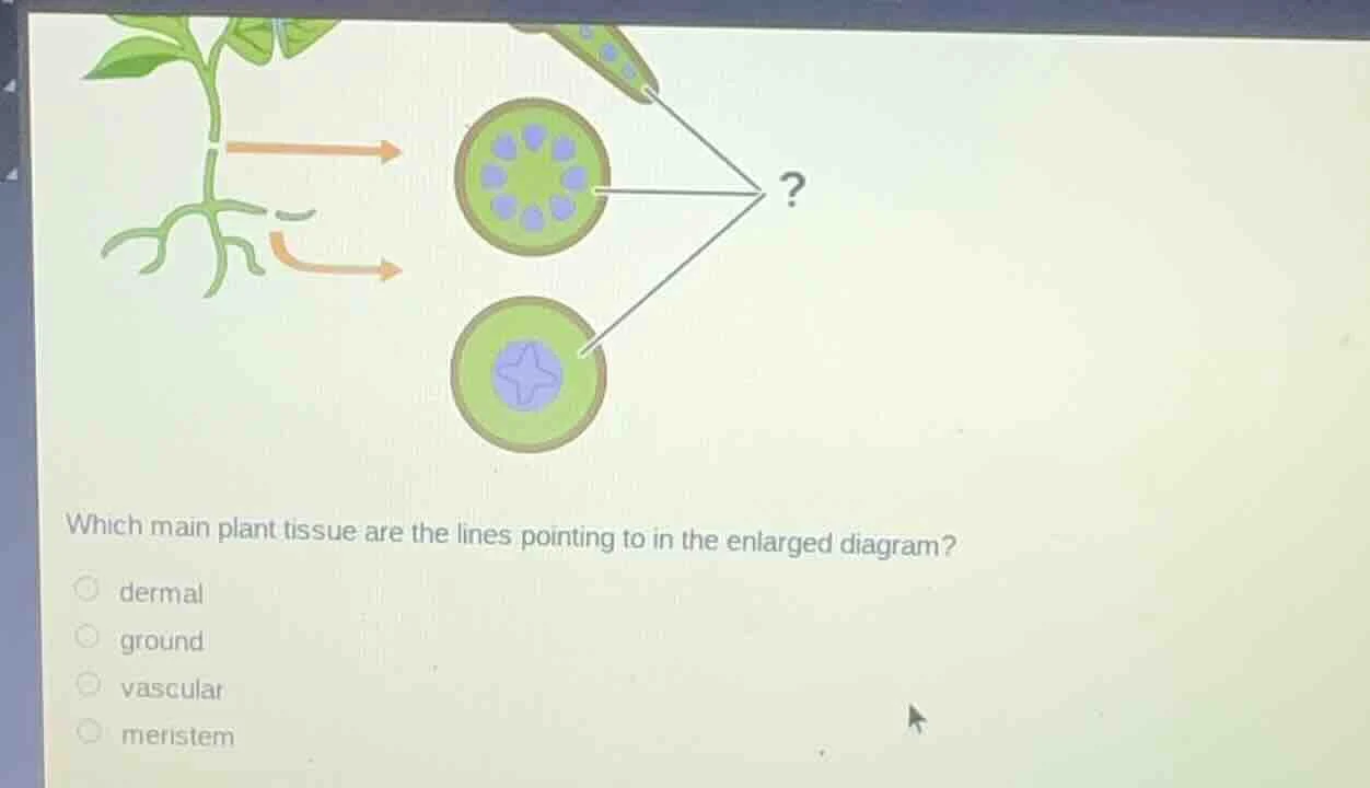 which main plant tissue are the lines pointing to in the enlarged diagr…