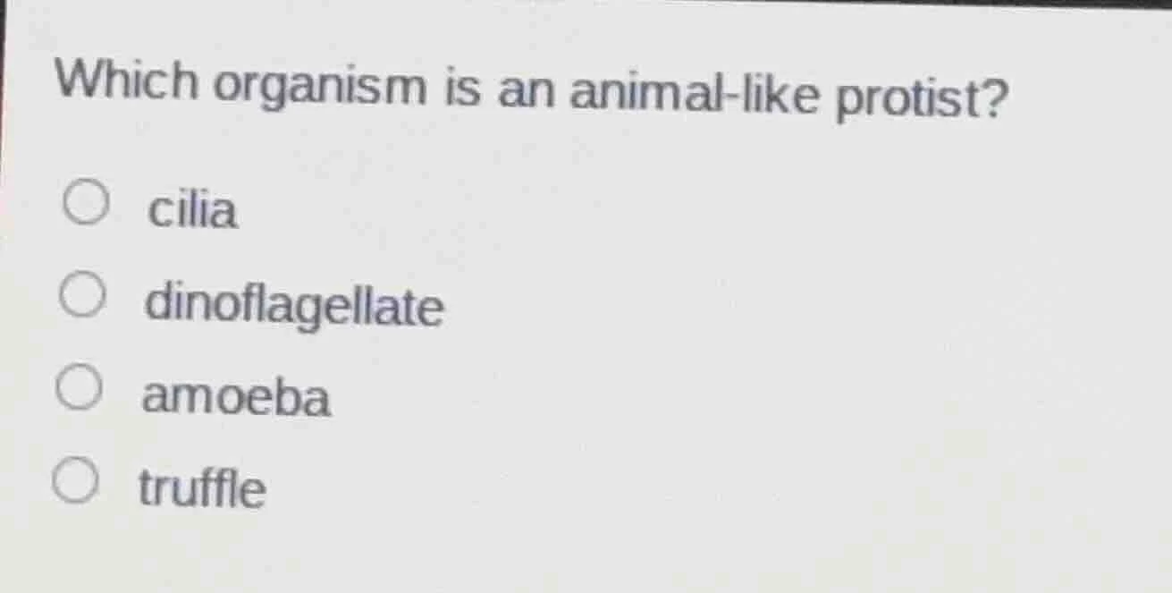 which organism is an animal - like protist? ○ cilia ○ dinoflagellate ○ …
