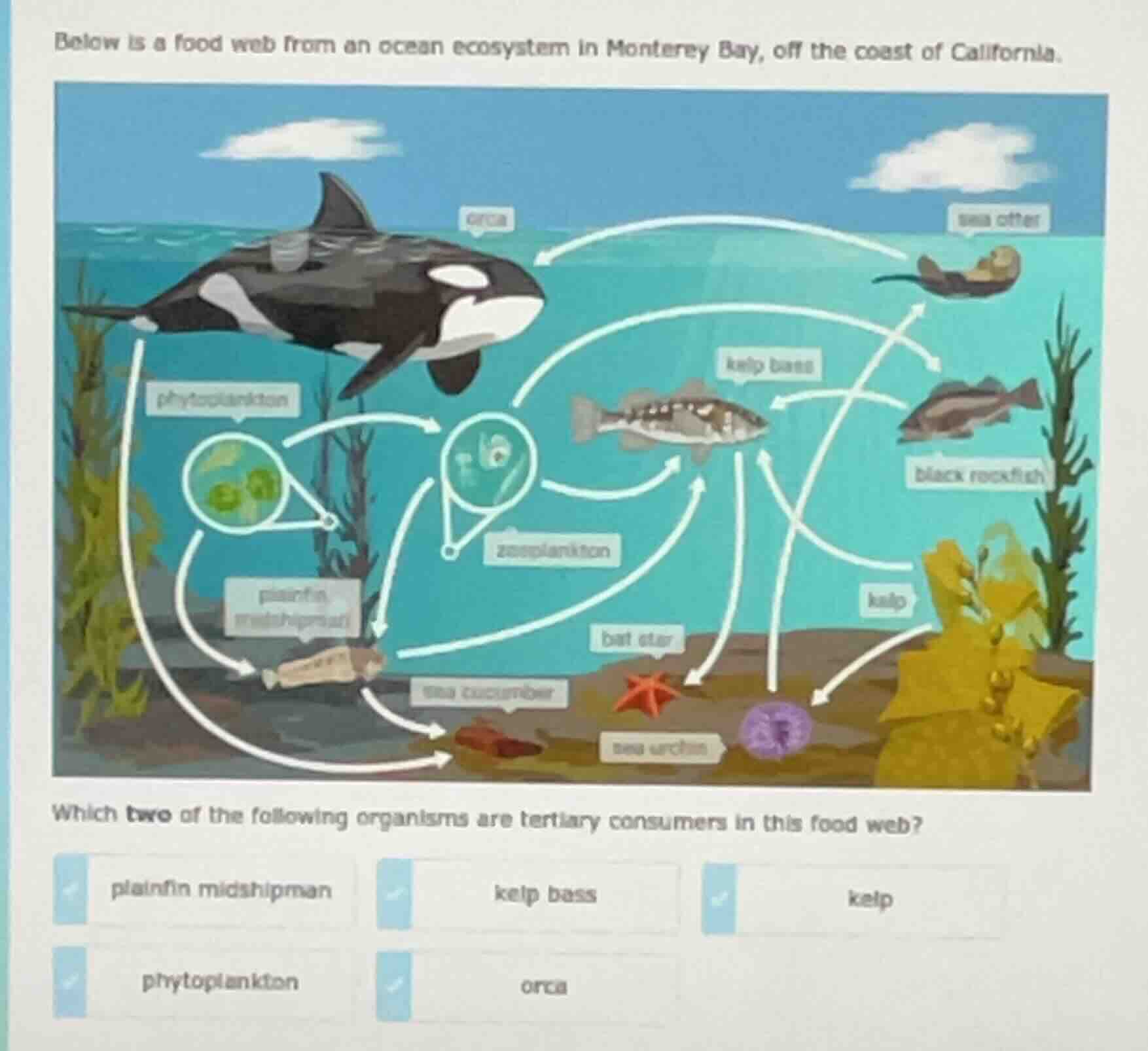 below is a food web from an ocean ecosystem in monterey bay, off the co…