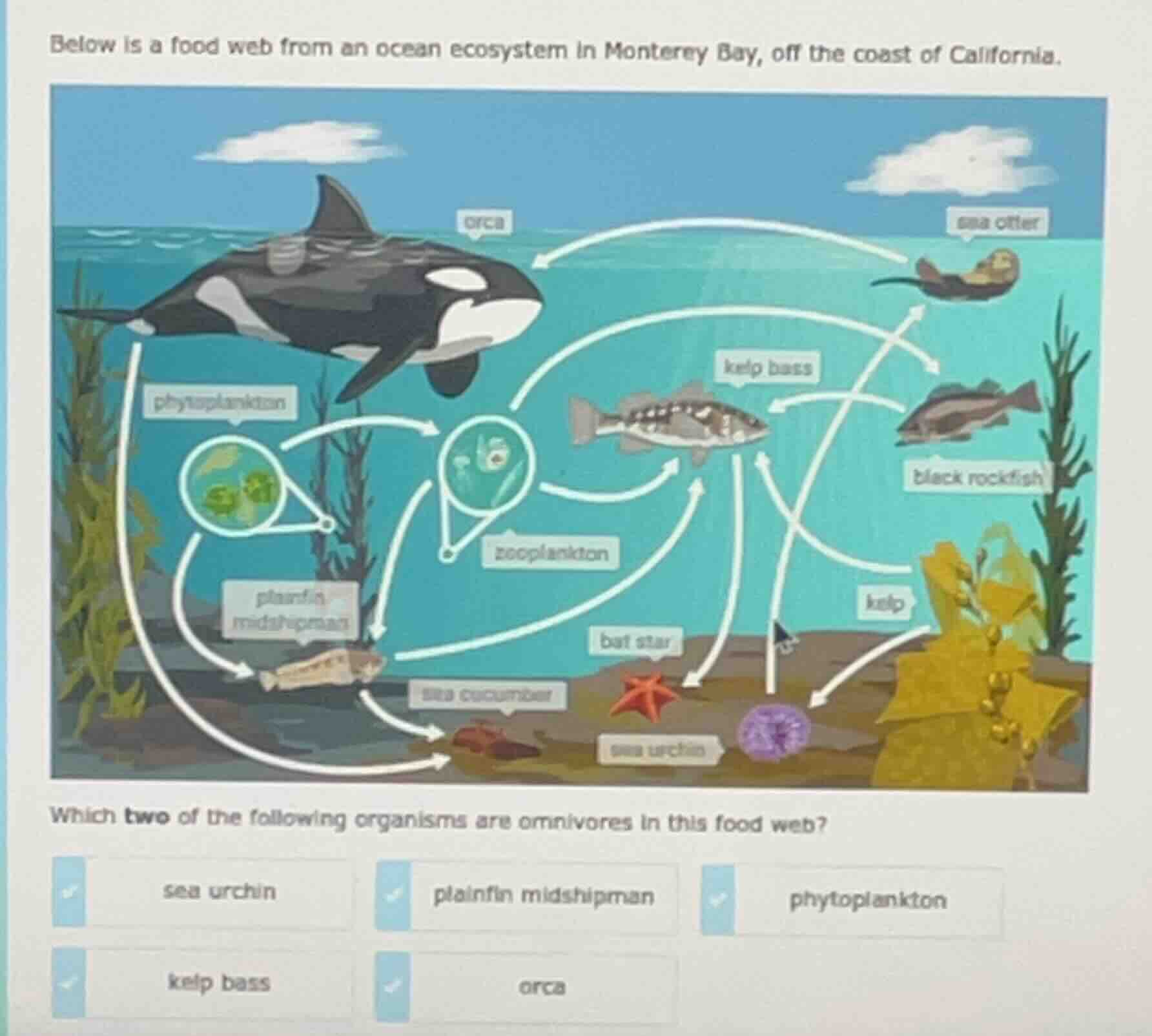 below is a food web from an ocean ecosystem in monterey bay, off the co…