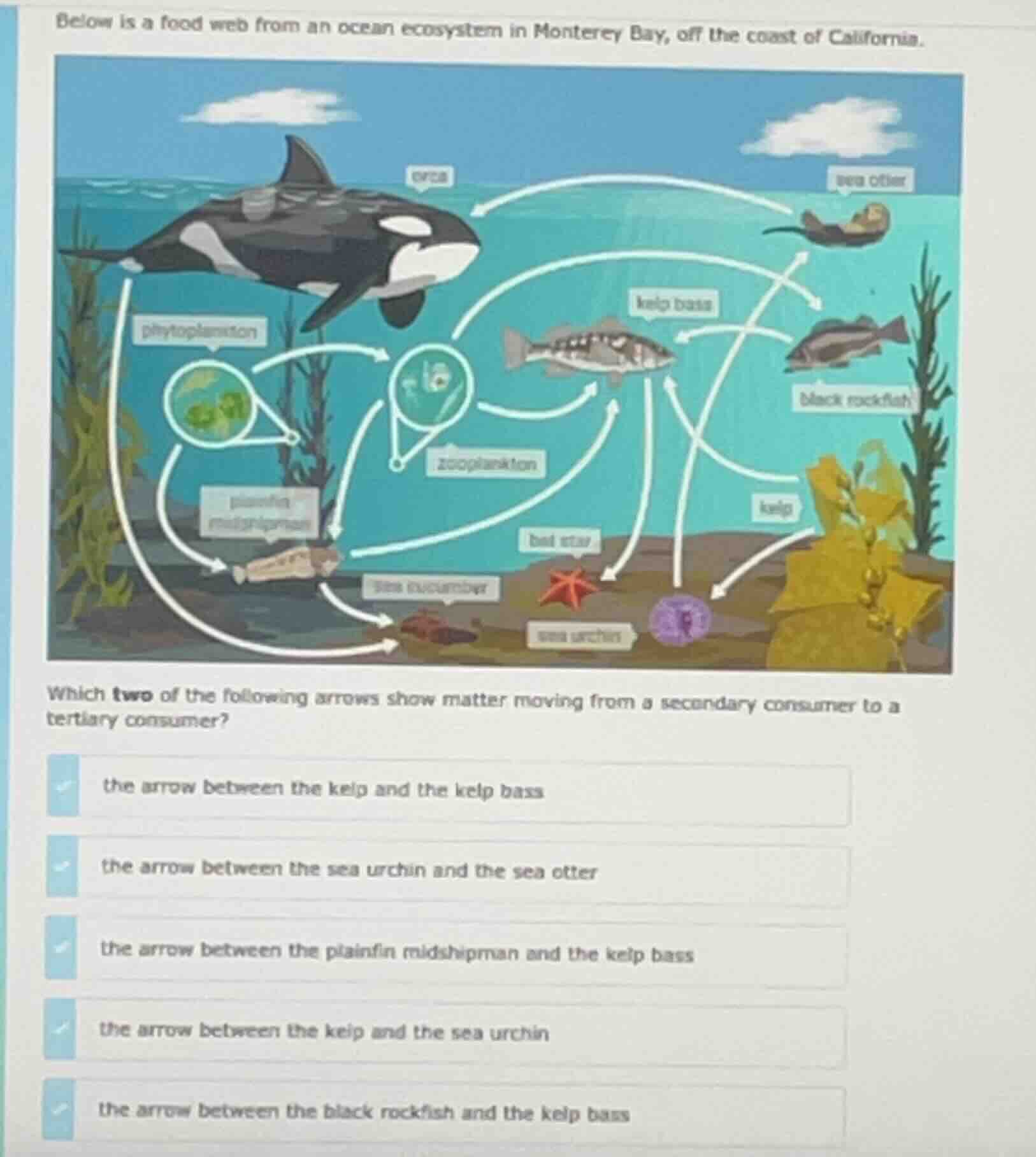 below is a food web from an ocean ecosystem in monterey bay, off the co…