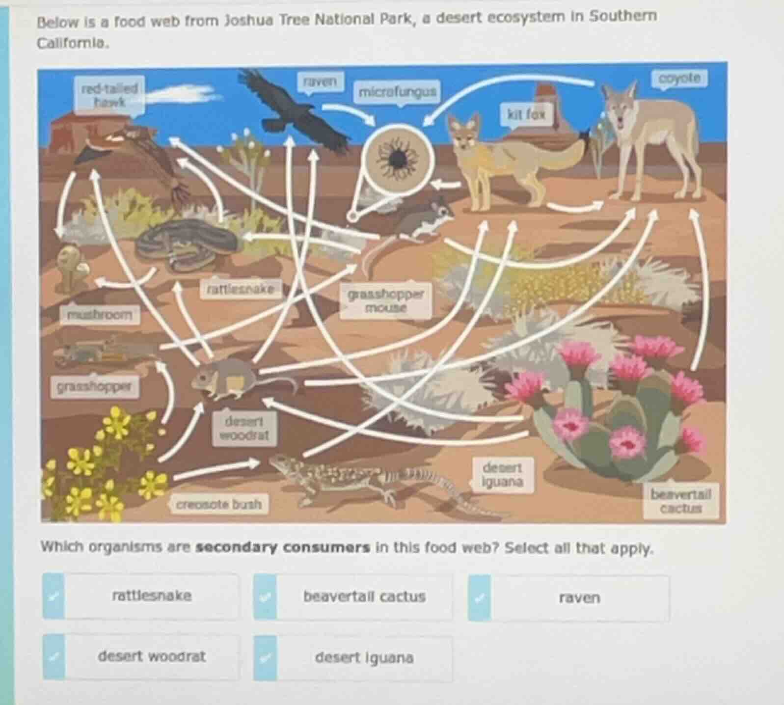 below is a food web from joshua tree national park, a desert ecosystem …
