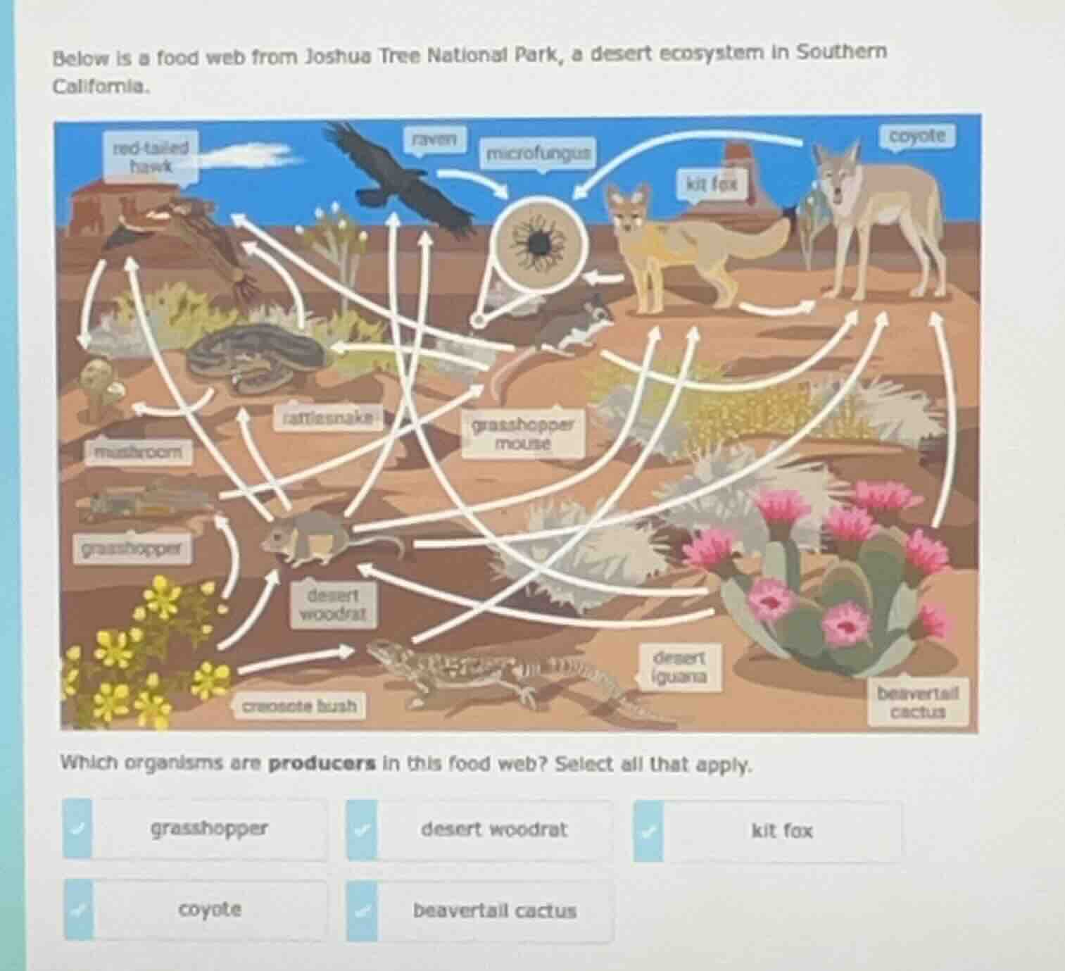 below is a food web from joshua tree national park, a desert ecosystem …