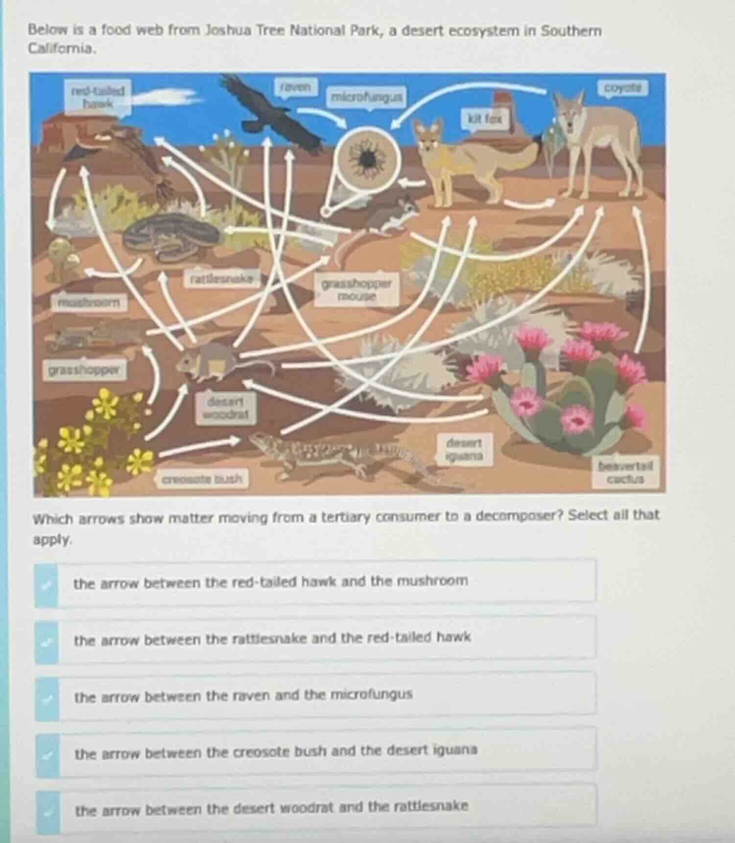 below is a food web from joshua tree national park, a desert ecosystem …