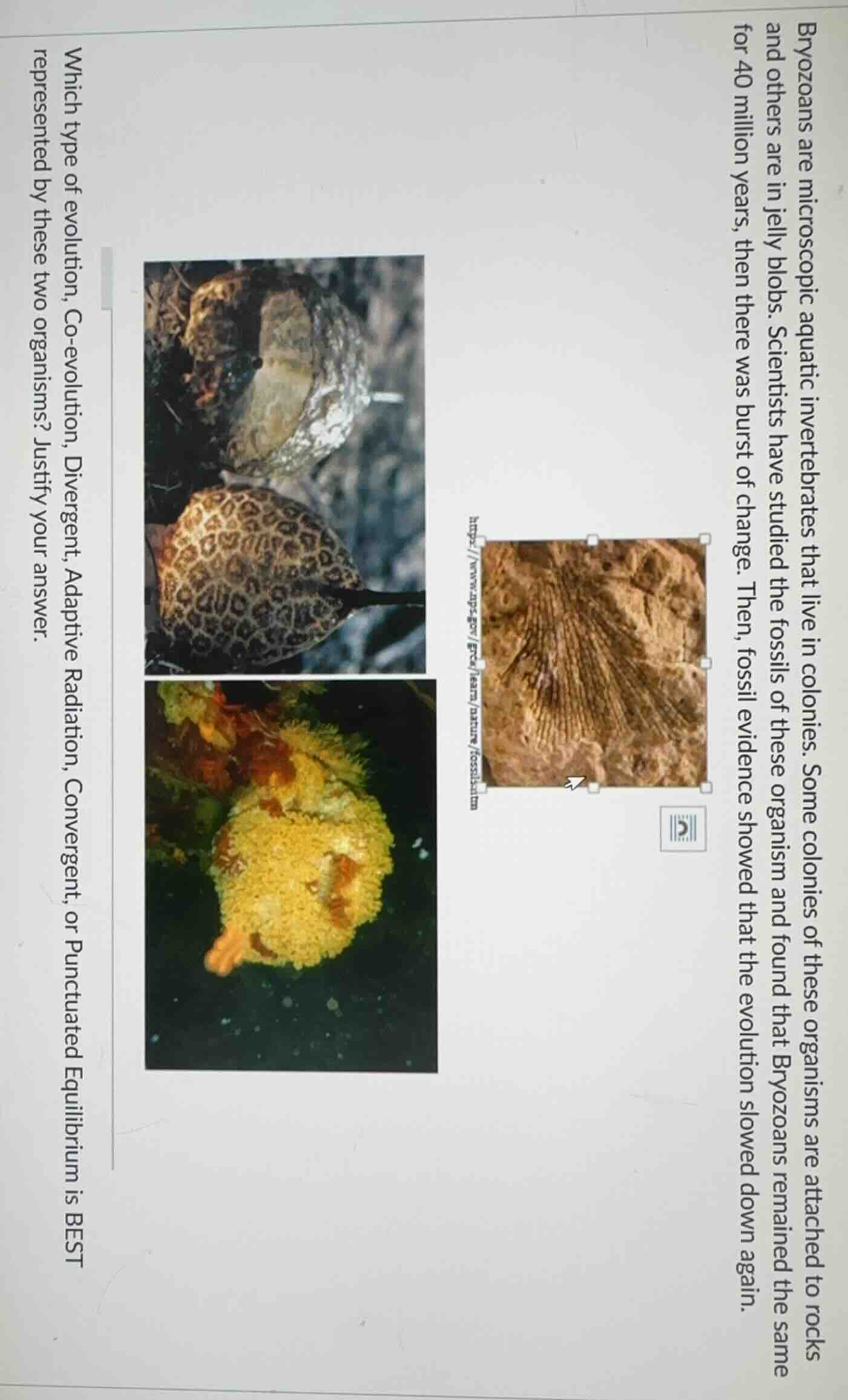 bryozoans are microscopic aquatic invertebrates that live in colonies. …