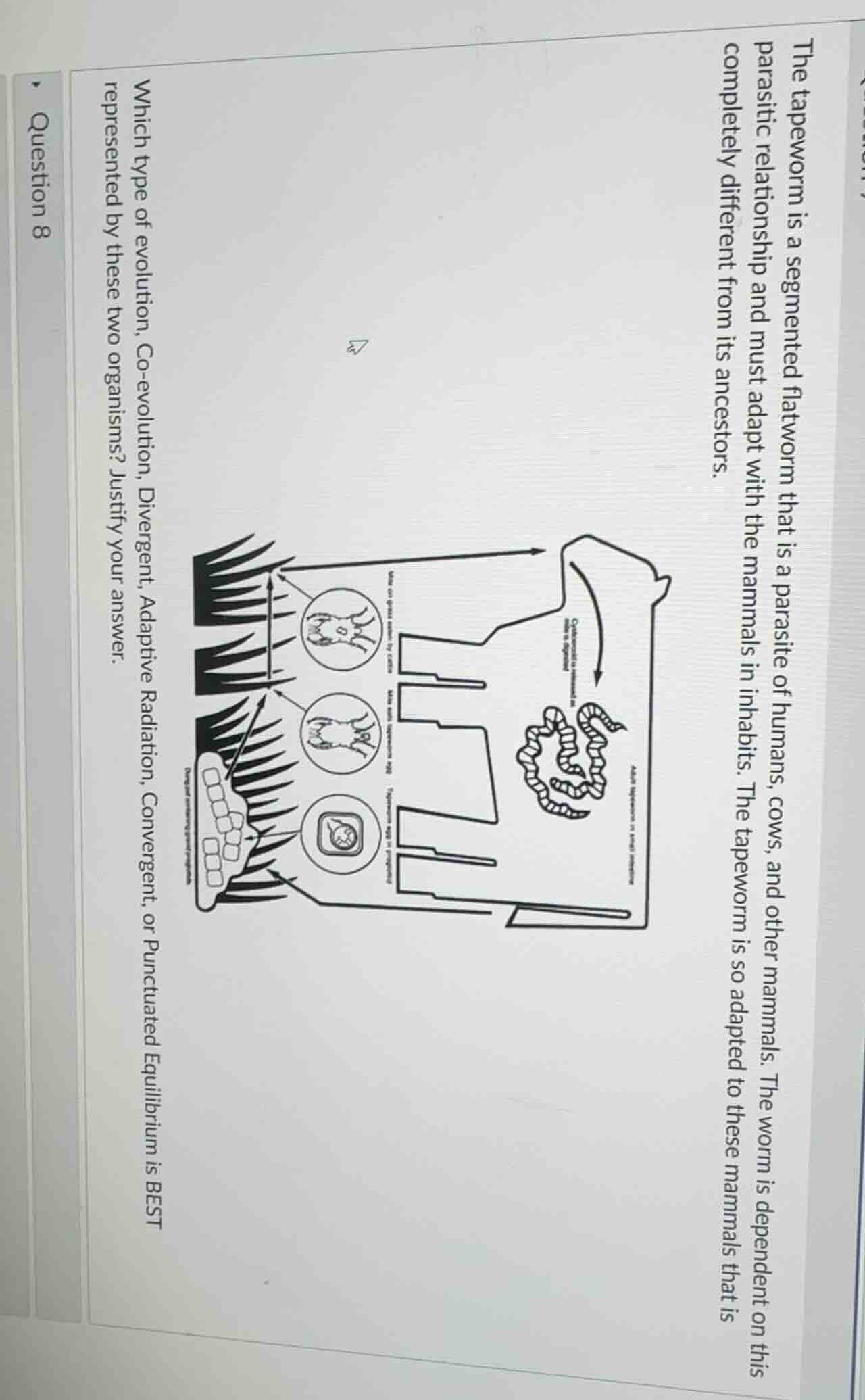 question 8 the tapeworm is a segmented flatworm that is a parasite of h…
