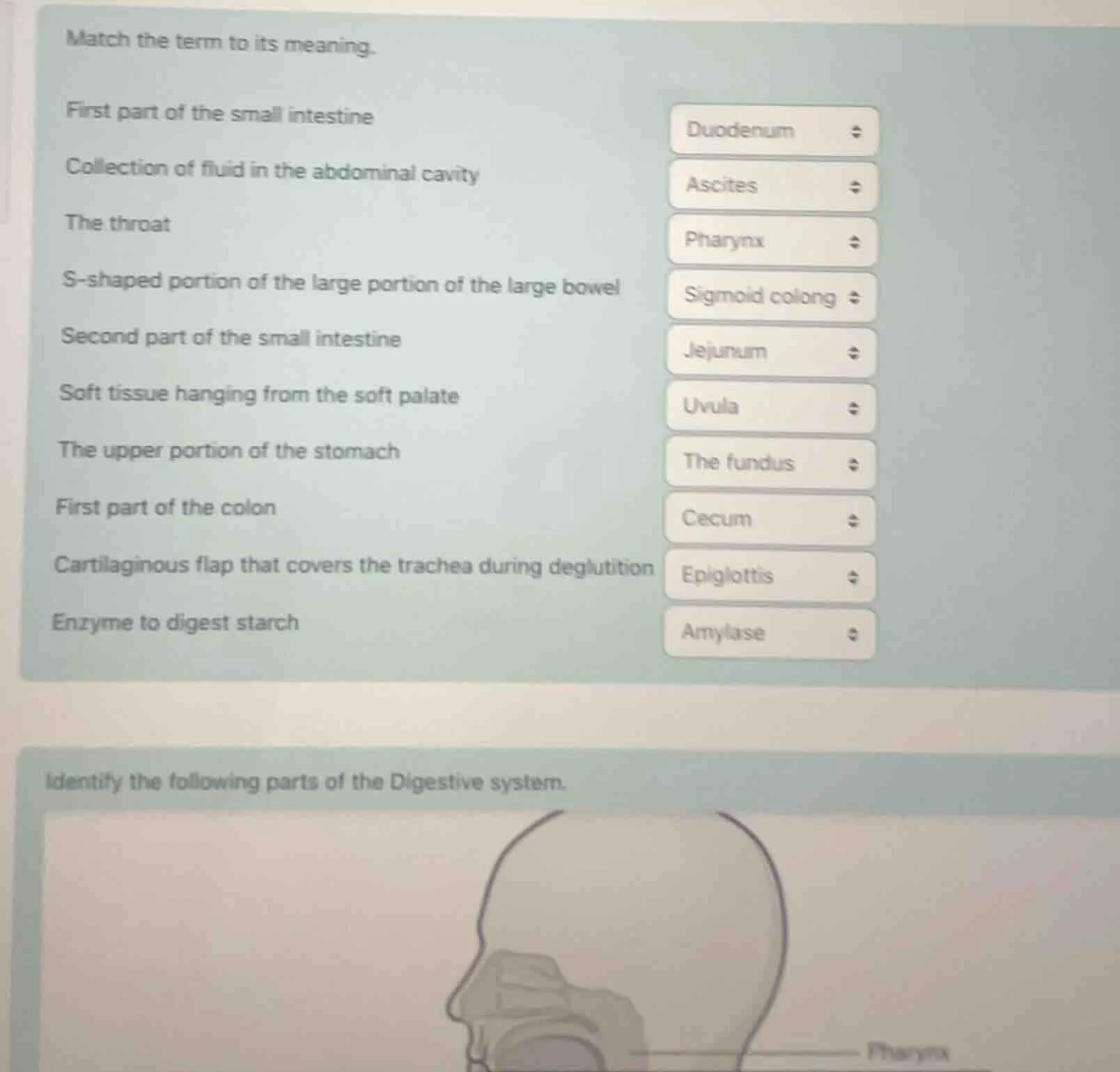match the term to its meaning. first part of the small intestine collec…