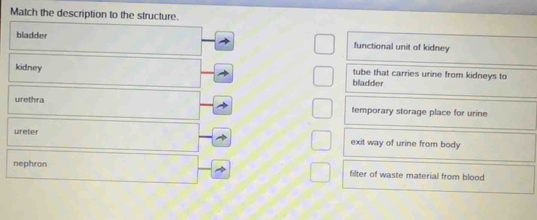match the description to the structure. bladder kidney urethra ureter n…