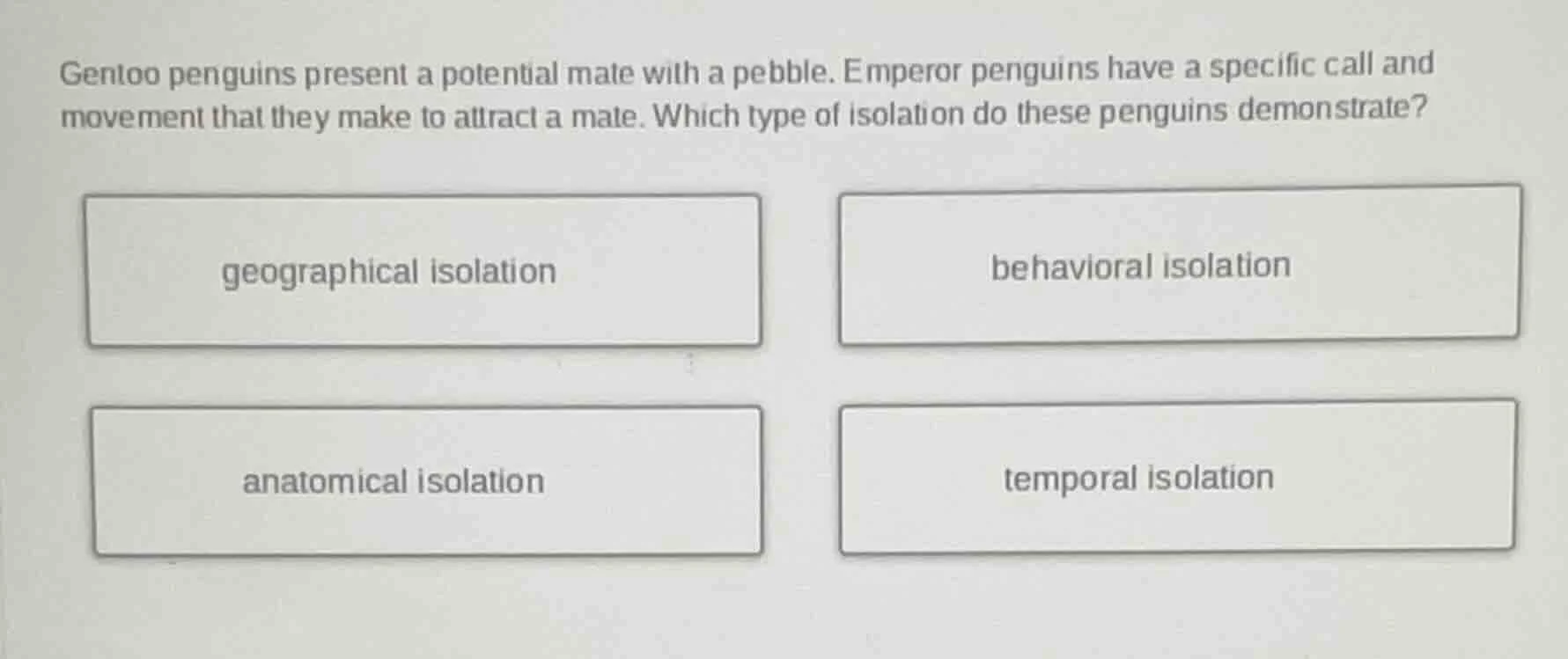 gentoo penguins present a potential mate with a pebble. emperor penguin…
