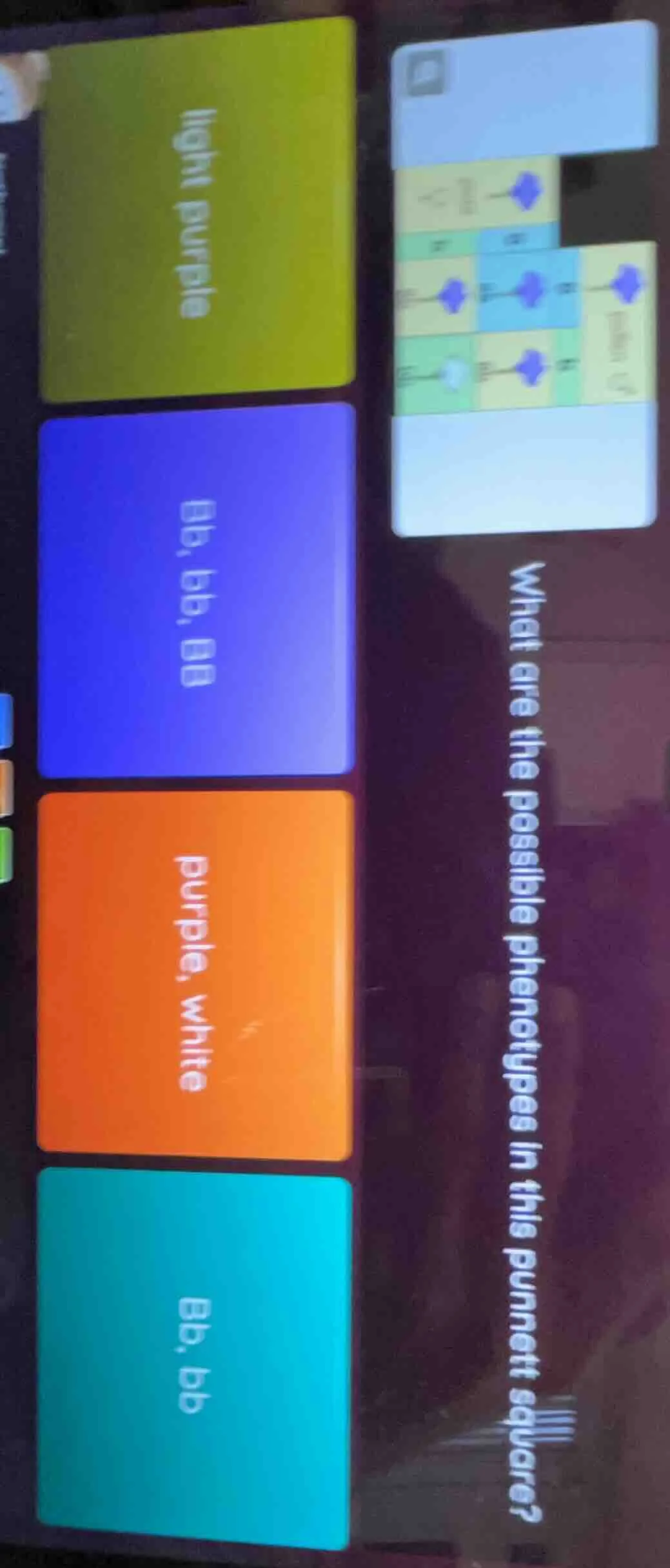 what are the possible phenotypes in this punnett square? light purple b…