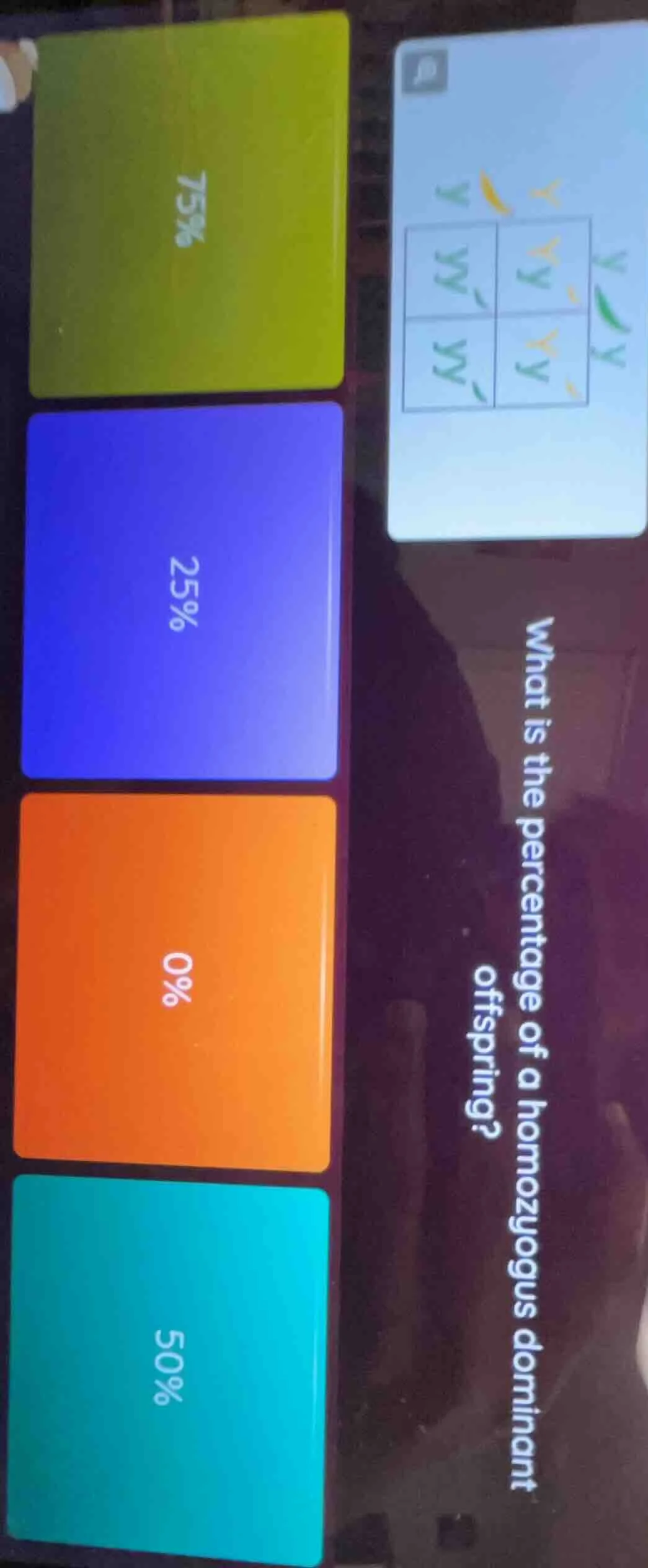 what is the percentage of a homozygous dominant offspring?