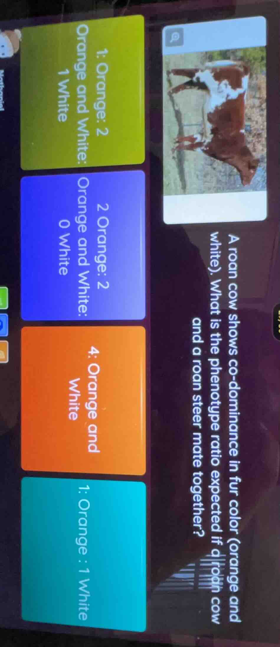 a roan cow shows co - dominance in fur color (orange and white). what i…