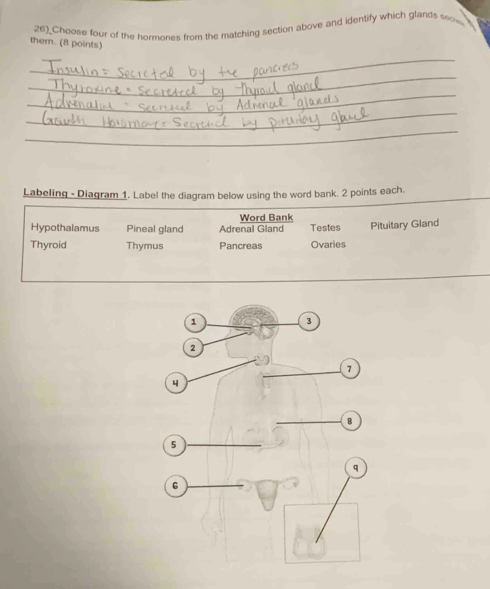 26) choose four of the hormones from the matching section above and ide…