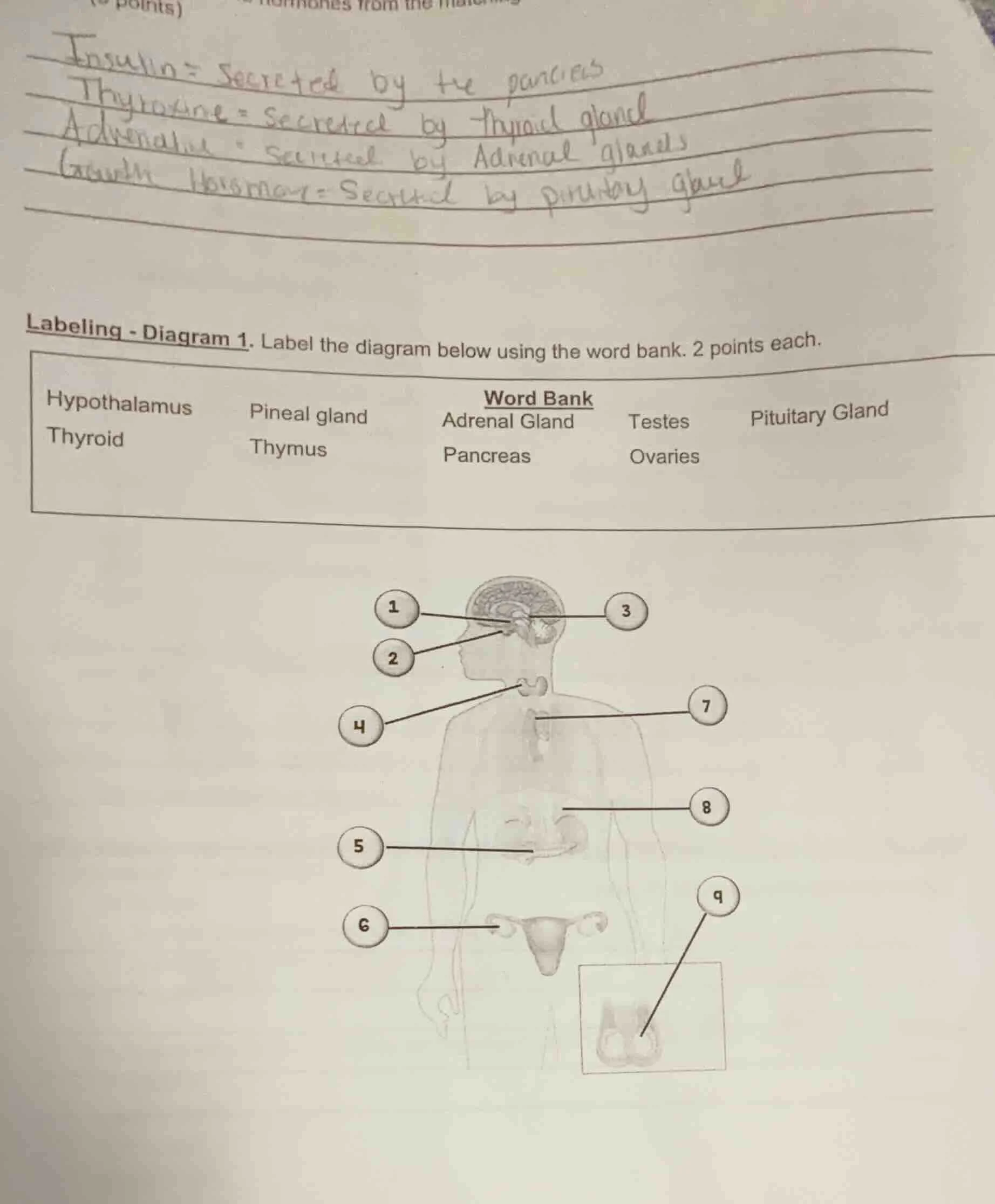 labeling - diagram 1. label the diagram below using the word bank. 2 po…