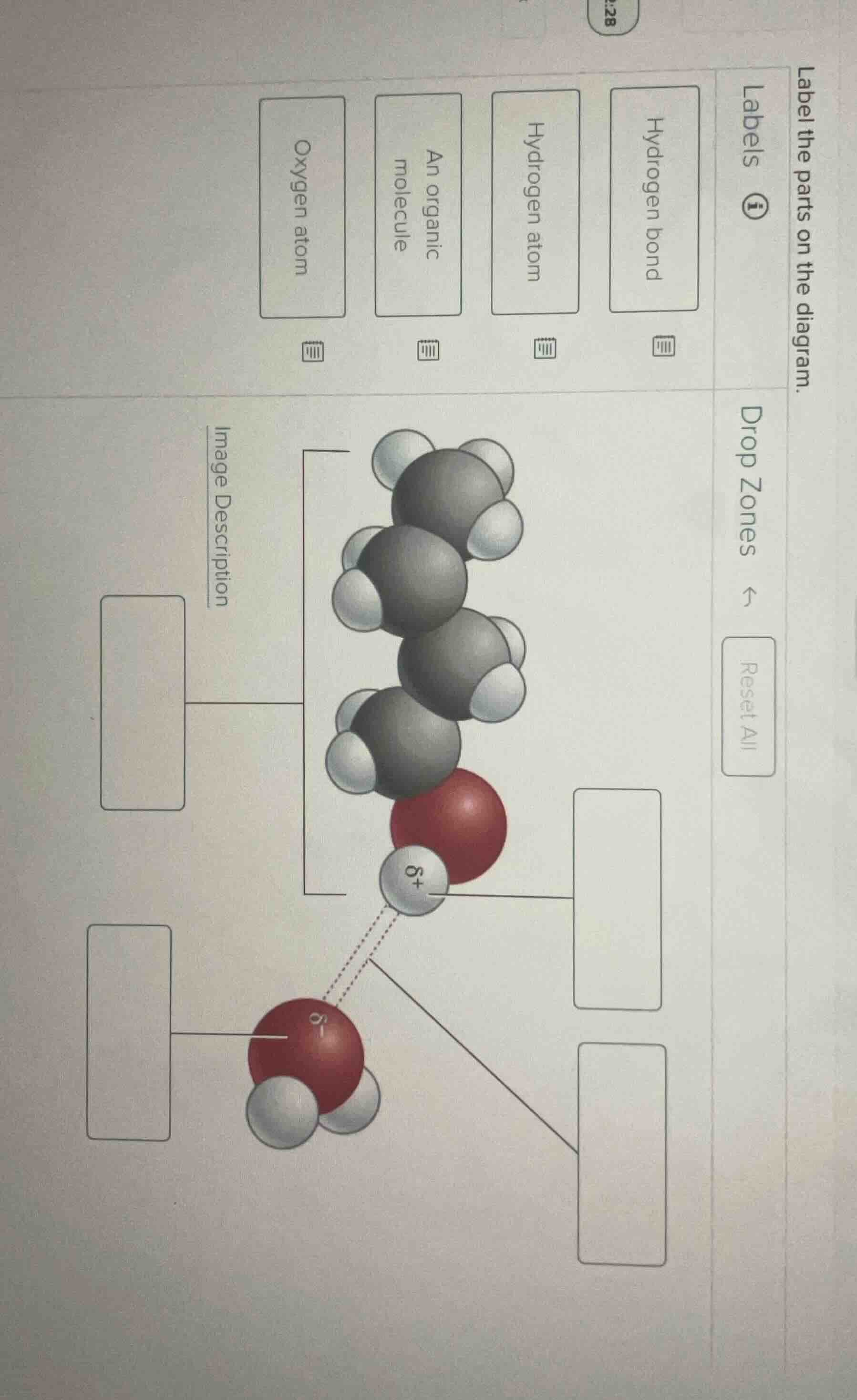 label the parts on the diagram. labels hydrogen bond hydrogen atom an o…
