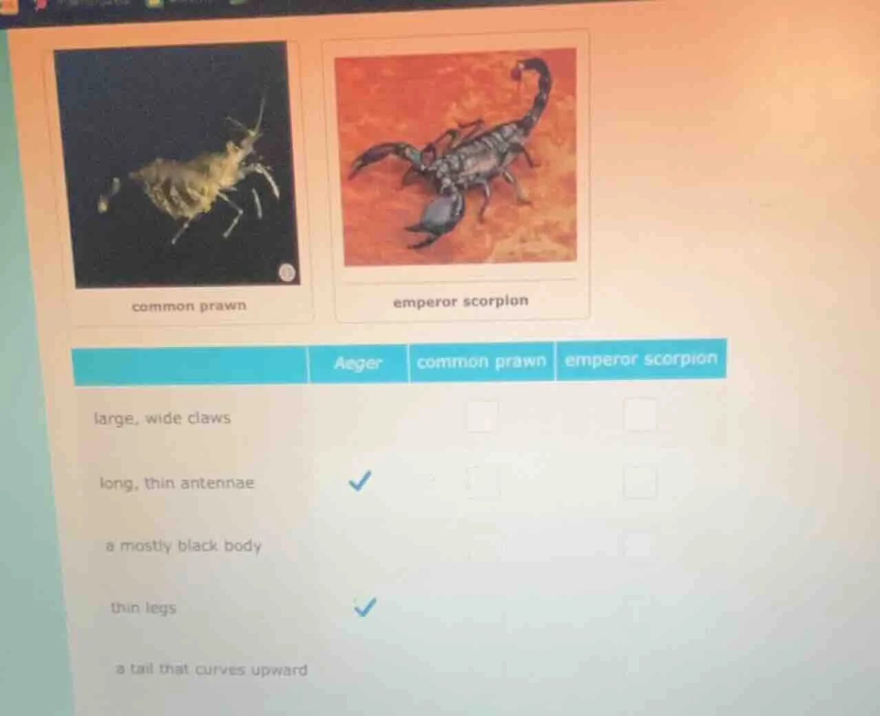 common prawn emperor scorpion aeger\tcommon prawn\temperor scorpion lar…