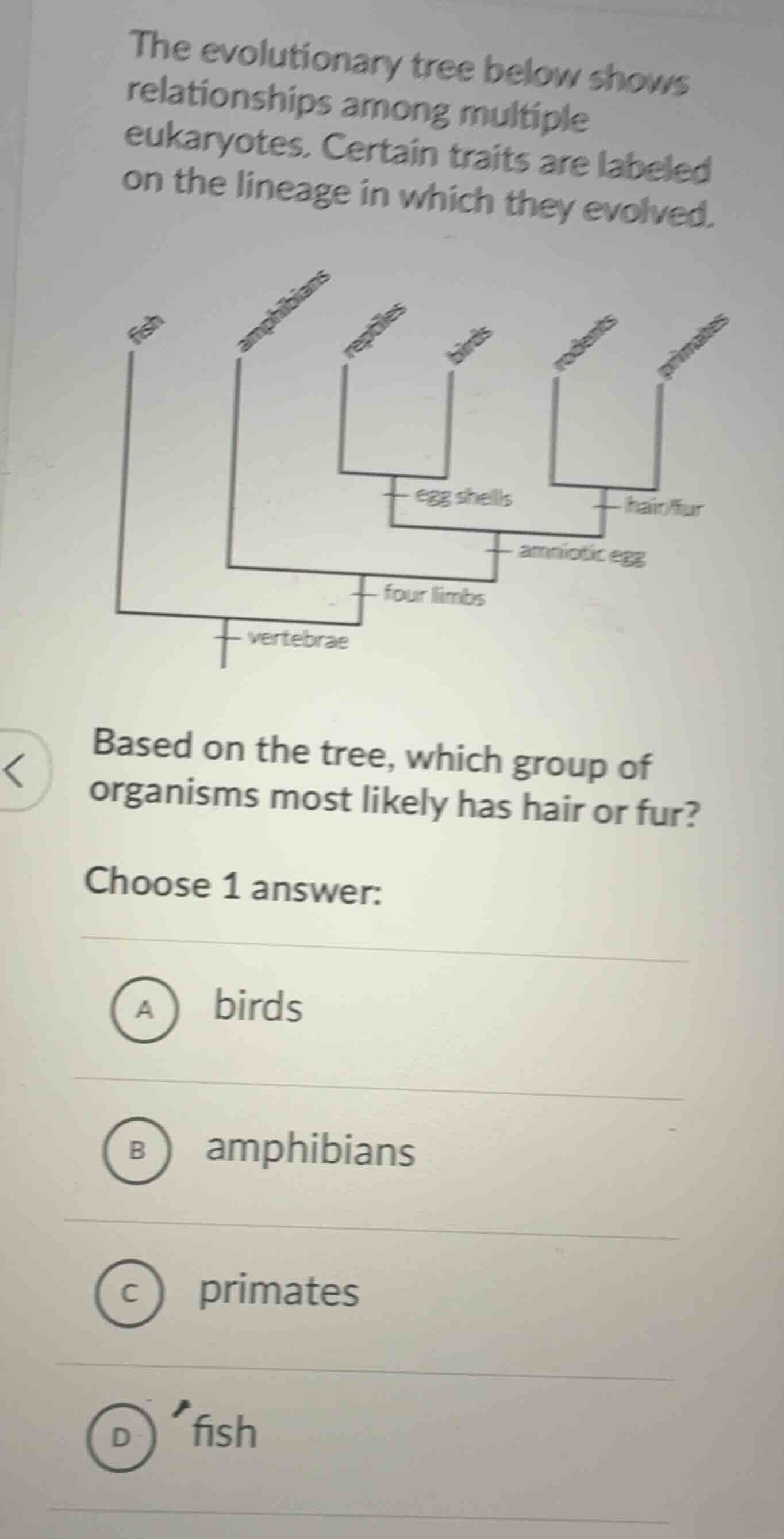 the evolutionary tree below shows relationships among multiple eukaryot…