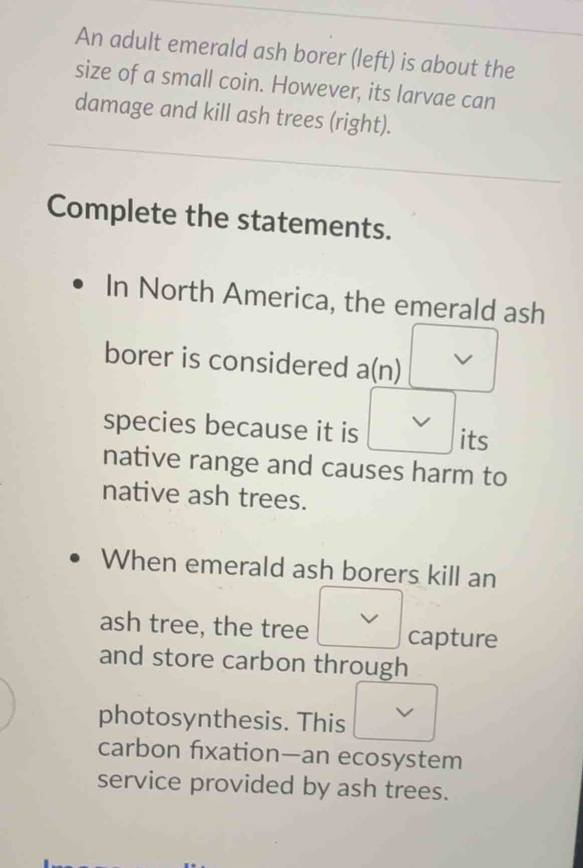 an adult emerald ash borer (left) is about the size of a small coin. ho…