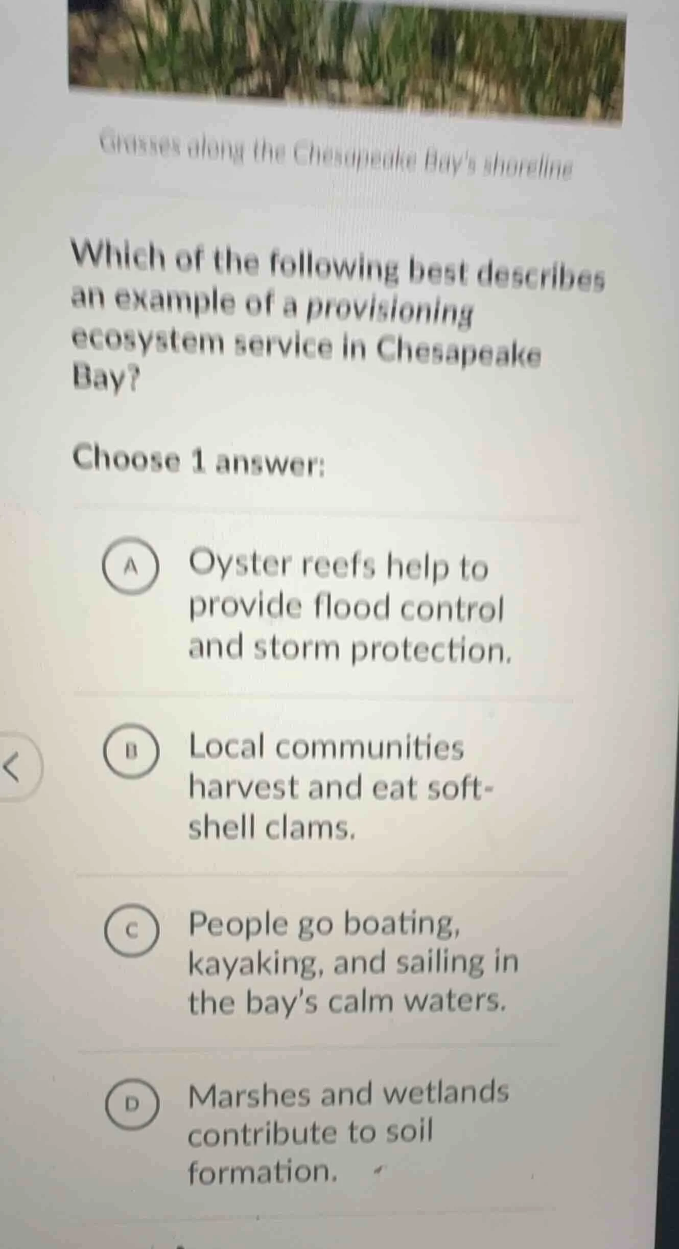 grasses along the chesapeake bays shoreline which of the following best…