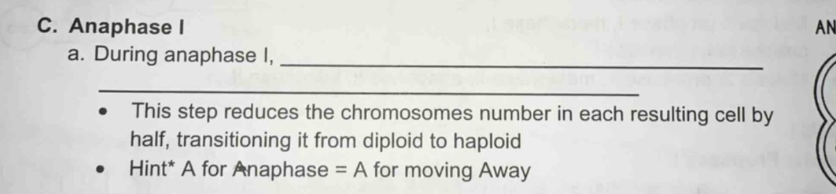 c. anaphase i a. during anaphase i, - this step reduces the chromosomes…
