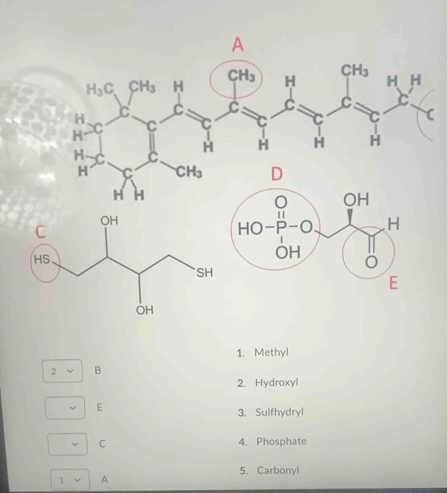 1. methyl 2. hydroxyl 3. sulfhydryl 4. phosphate 5. carbonyl match the …
