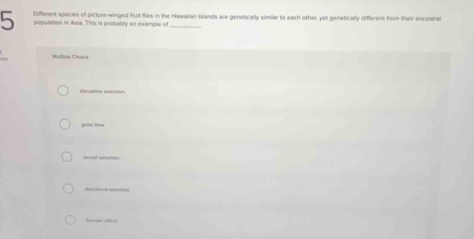 different species of picture - winged fruit flies in the hawaiian islan…