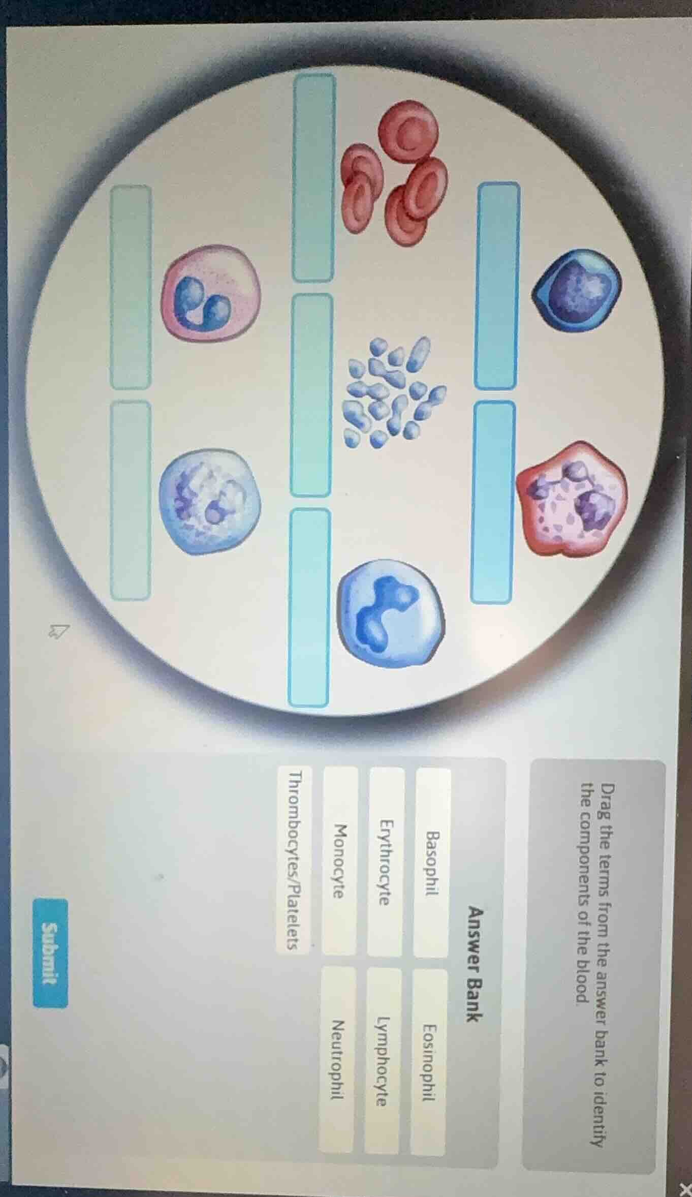 drag the terms from the answer bank to identify the components of the b…