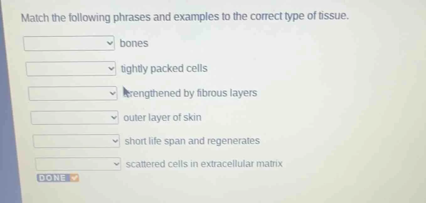 match the following phrases and examples to the correct type of tissue.…