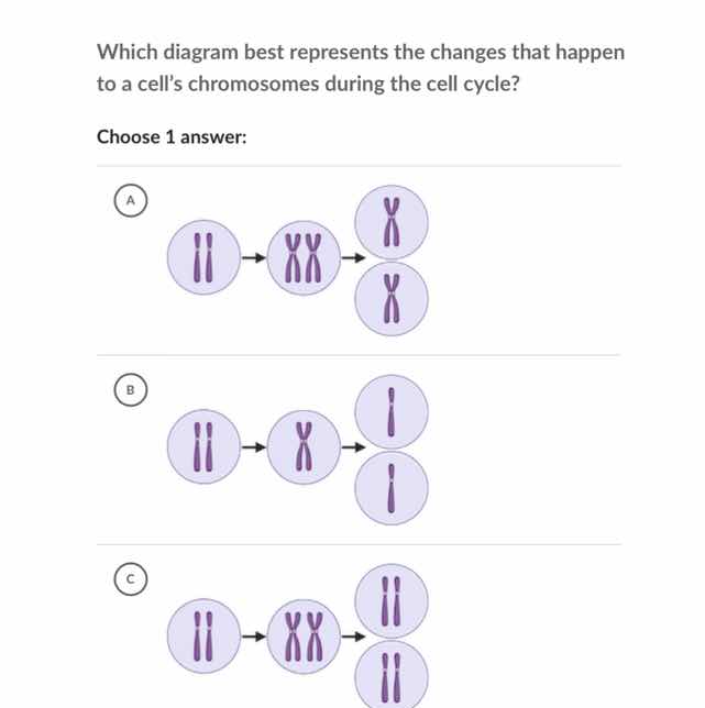 which diagram best represents the changes that happen to a cells chromo…
