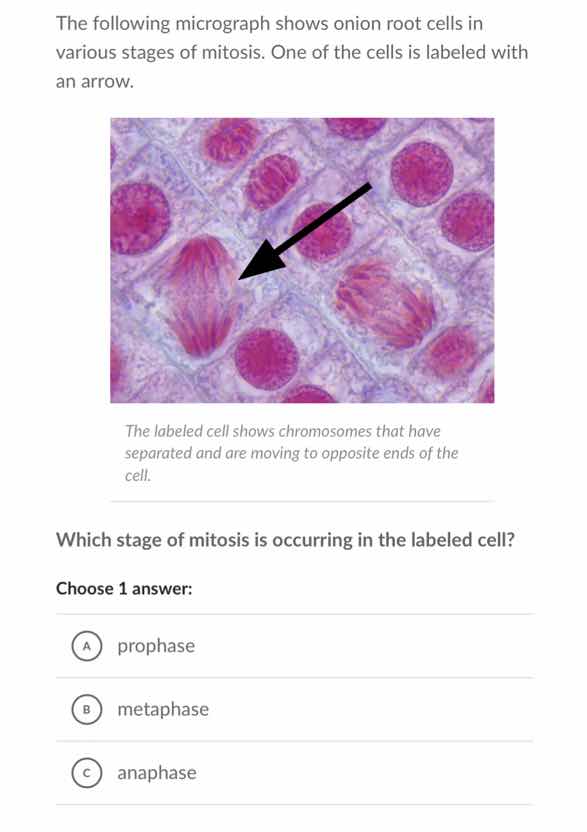 the following micrograph shows onion root cells in various stages of mi…