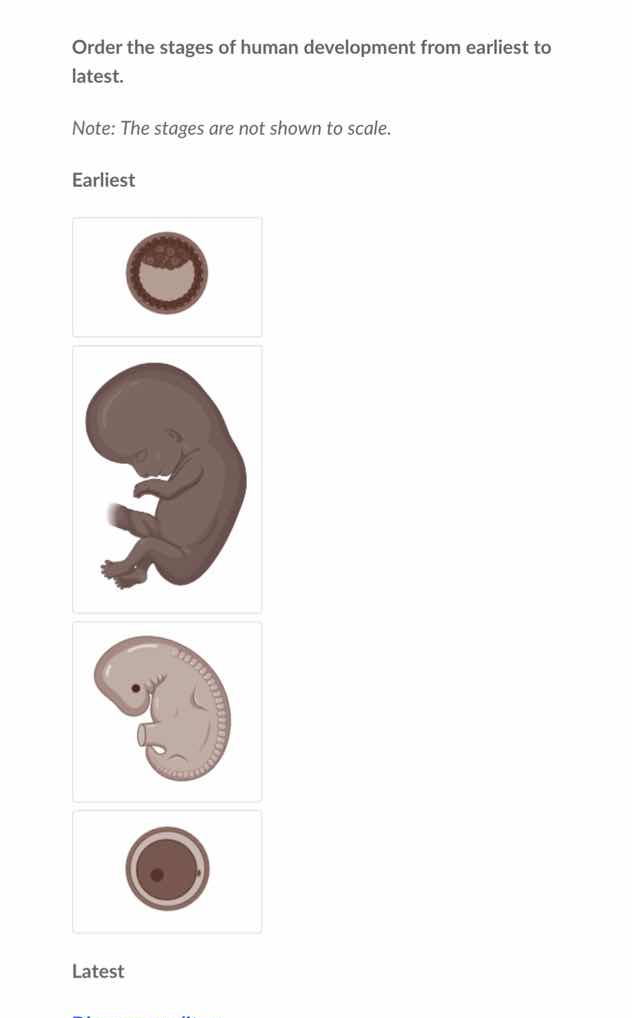 order the stages of human development from earliest to latest. note: th…