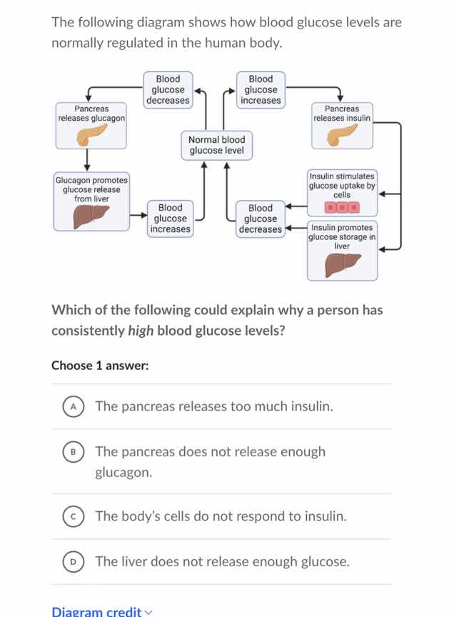 the following diagram shows how blood glucose levels are normally regul…