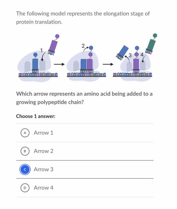 the following model represents the elongation stage of protein translat…