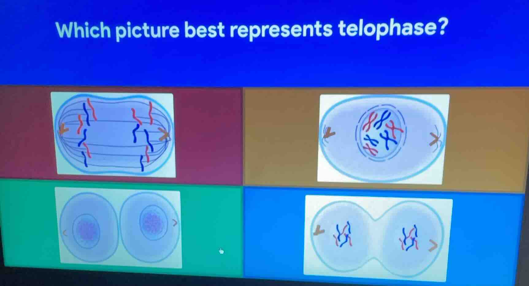 which picture best represents telophase?