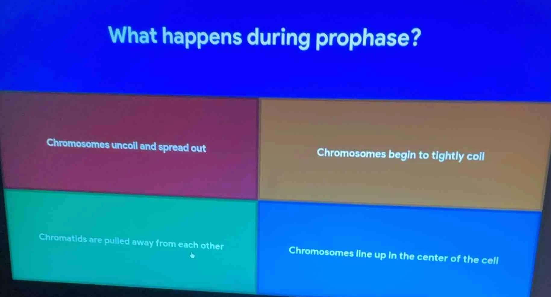 what happens during prophase? chromosomes uncoil and spread out; chromo…