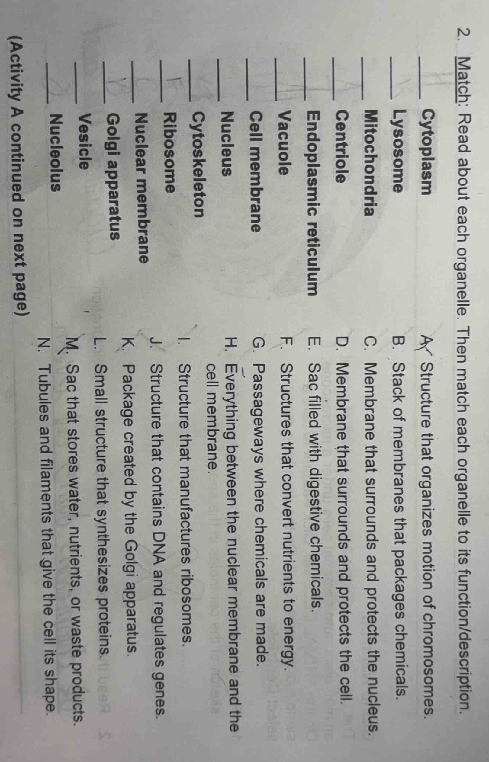 2. match: read about each organelle. then match each organelle to its f…